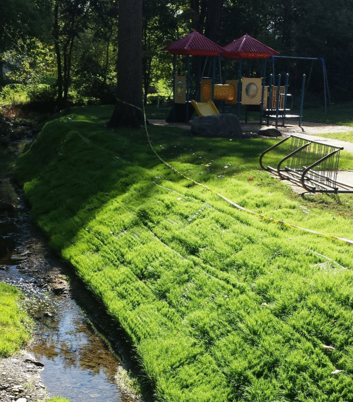 Bank stabilization along edge of a pond.